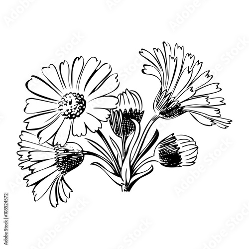 Fototapeta Naklejka Na Ścianę i Meble -  Hand drawn bouquet of daisy flowers isolated on white background