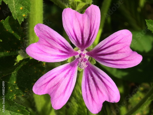 fiore di campo