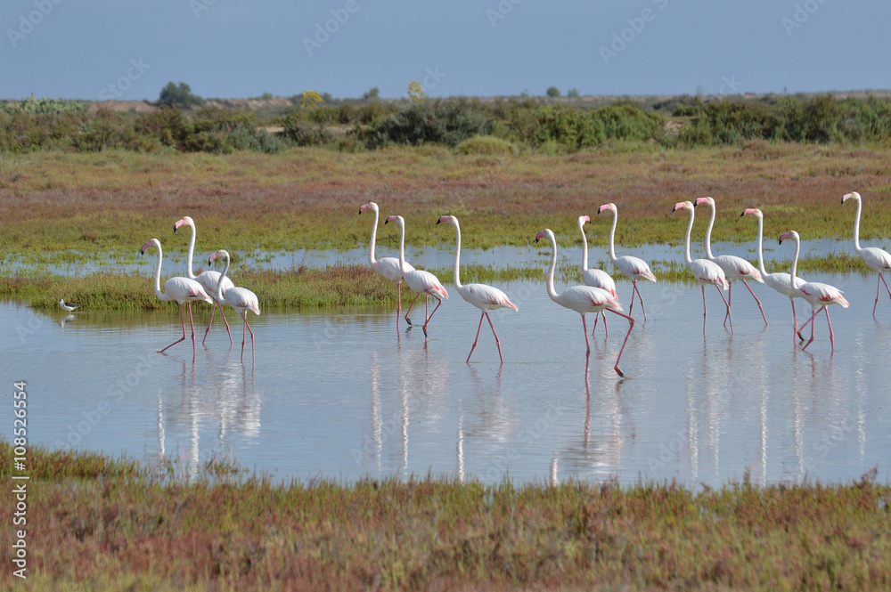 Fototapeta premium flamencos en las marismas