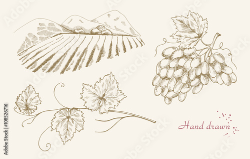 Hand drawn vine set