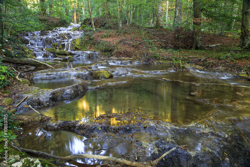 Mountain stream in the forest