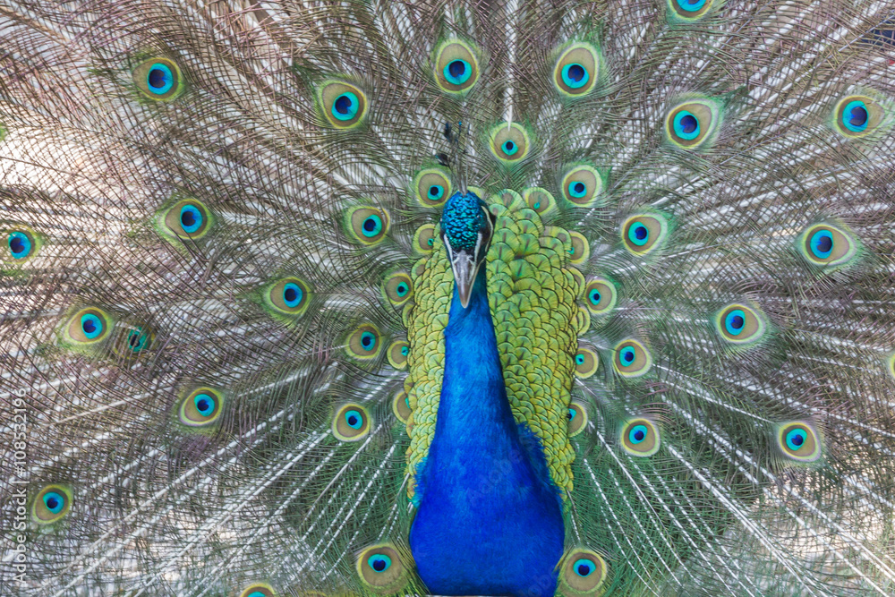 Obraz premium Pfau schlägt Rad, Makro