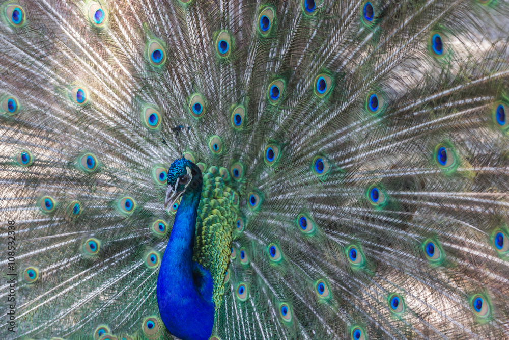 Obraz premium Pfau schlägt Rad, Makro