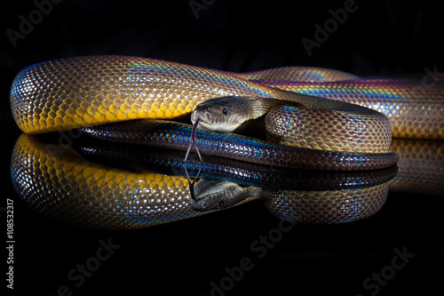 Rainbow Serpent Water Python - Liasis fuscus - isolated on black