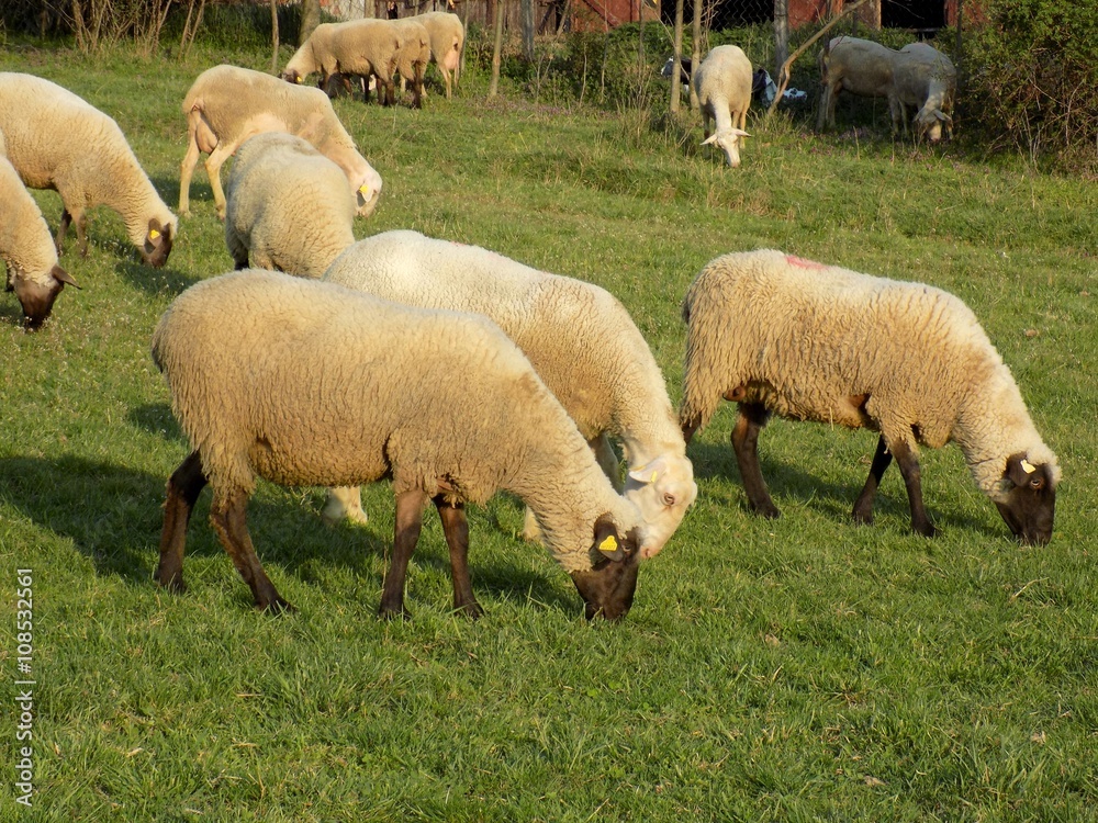 Obraz premium Sheep grazing on meadow