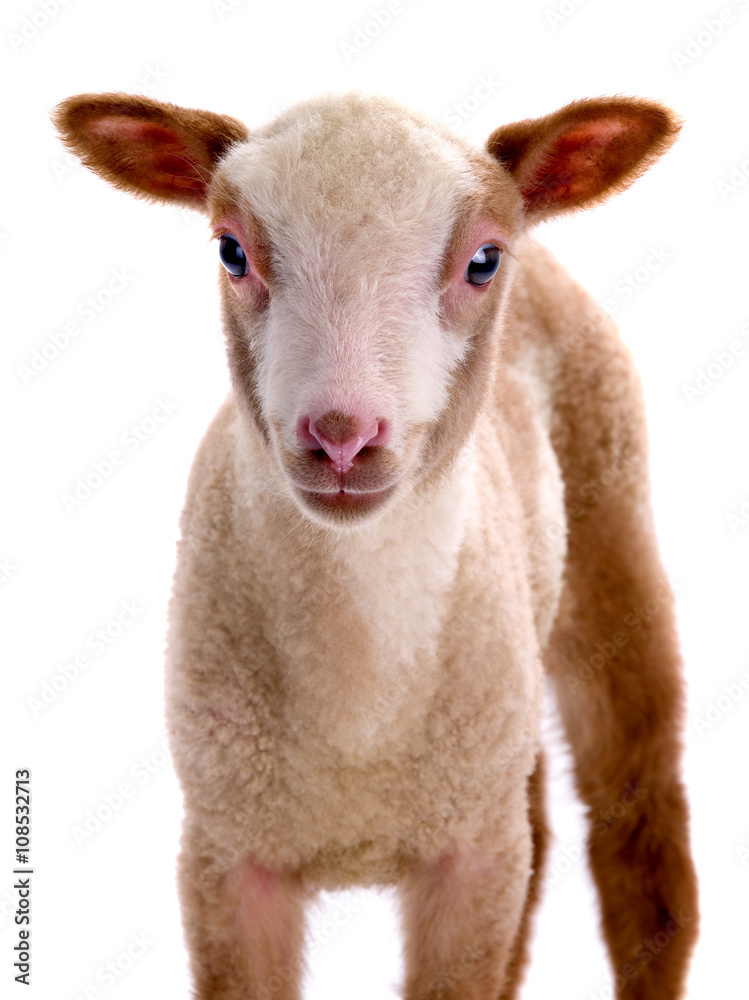 little sheep little sheep