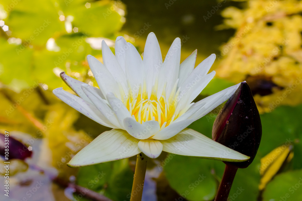 White lotus