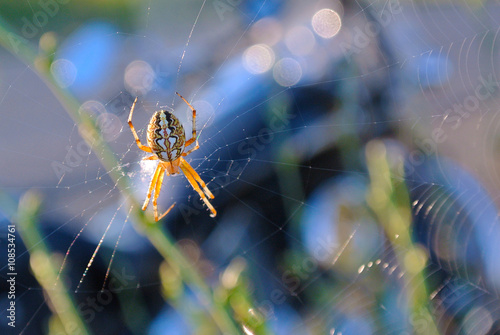 Spider on his web in front of a blurred motorcycle