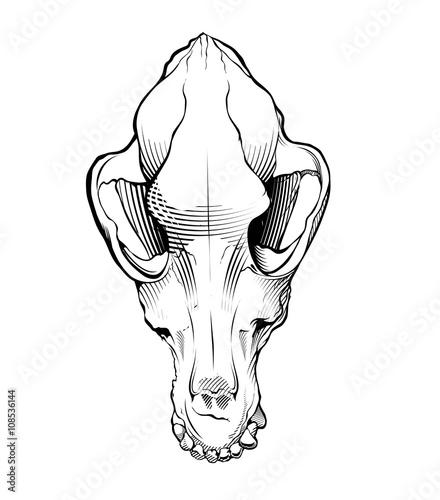 Vector dog skull. engraving style
