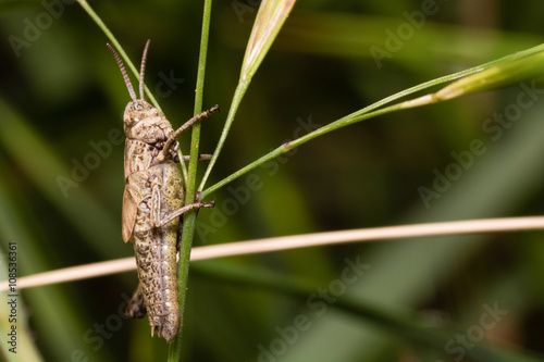 a various grasshopper in the nature
