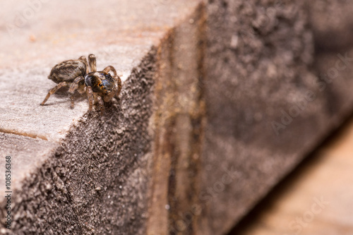 Salticidae Spider prepare jump