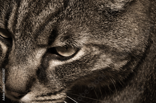 Moment Cat observing