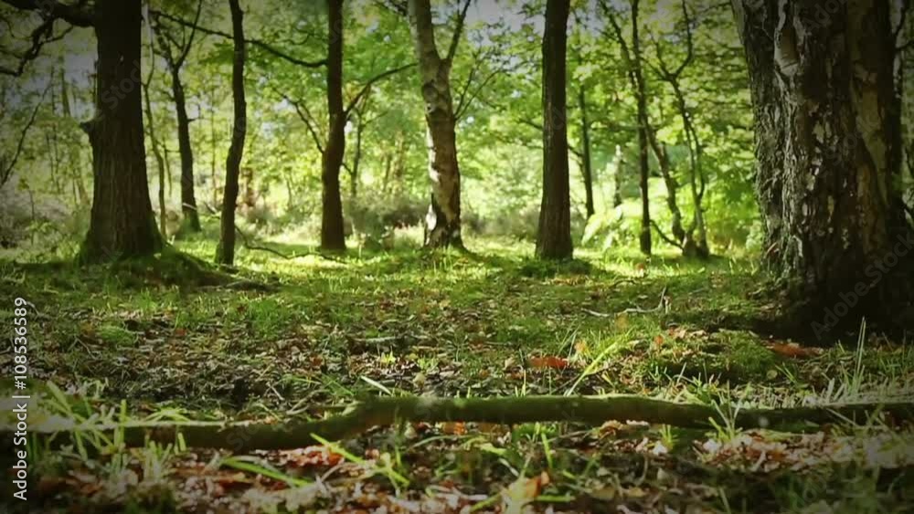 Moving through trees and dried leaves though a sun drenched forest floor in summer Moving through trees and dried leaves though a sun drenched forest floor in summer