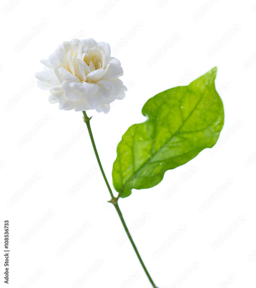 Jasmine flower isolated on white background Jasmine flower isolated on white background