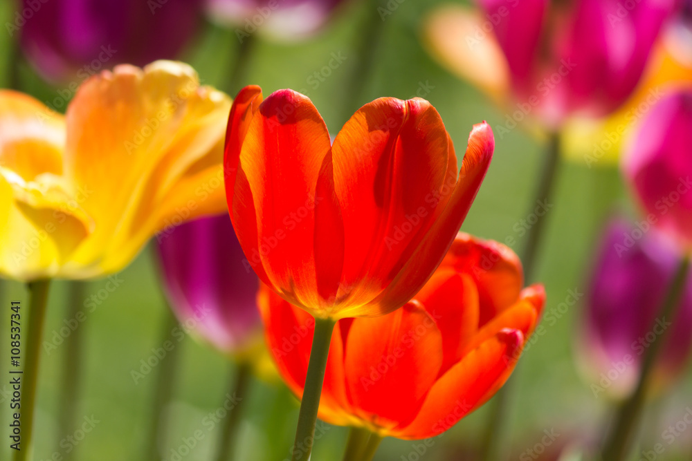 Closeup of a beautiful red backlighted tulip in a natural garden environment Closeup of a beautiful red backlighted tulip in a natural garden environment