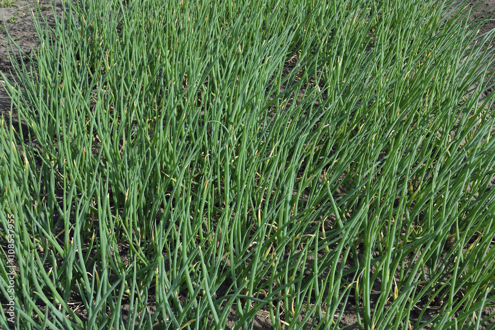 Plantation of green onions Plantation of green onions