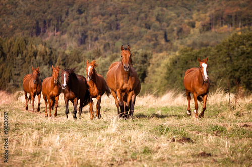 Herd of free wild horses galloping on a meadow