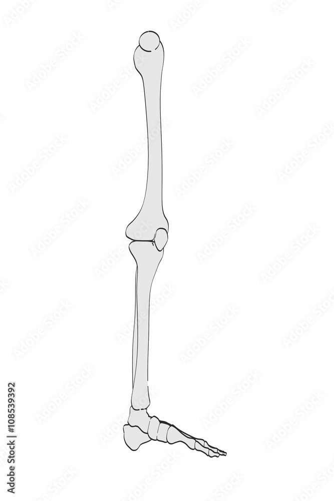 2d cartoon illustration of leg bones 2d cartoon illustration of leg bones