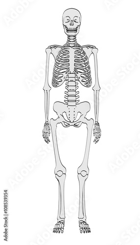 2d cartoon illustration of human skeleton © bescec