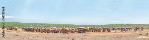 More than 200 elephants waiting to drink