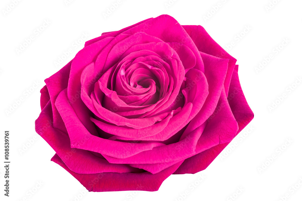 Pink rose isolated on white background
Pink rose isolated on white background