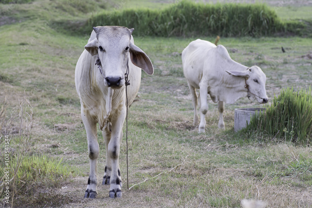 White cow standing in the field of rural Thailand
