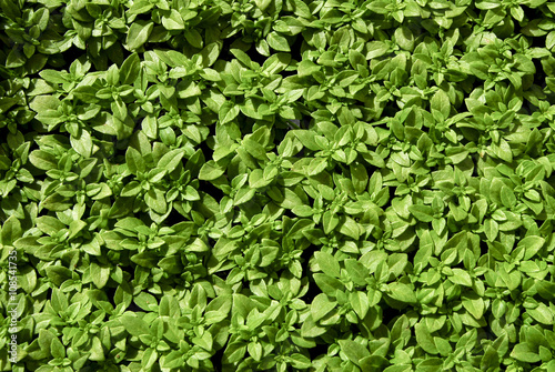 Sfondo verde con piante di basilico