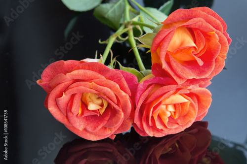 Soft full blown red-orange roses on black background