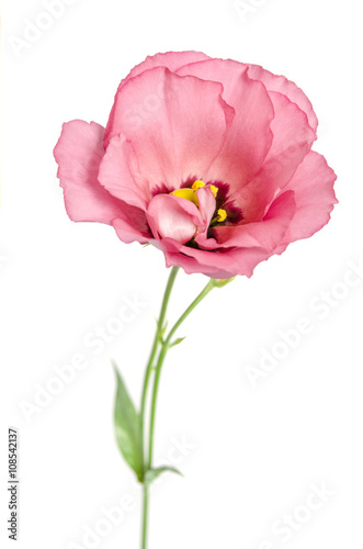 Beauty pink flower isolated on white. Eustoma