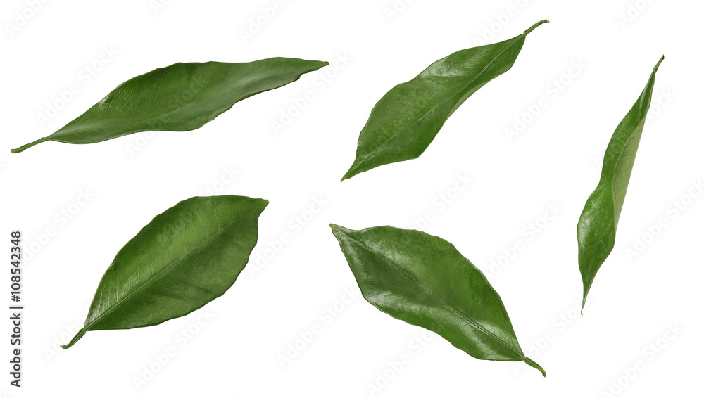 Citrus leaves isolated on white