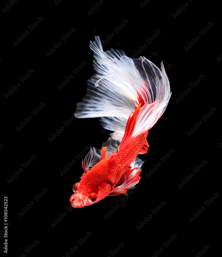 Red and white siamese fighting fish halfmoon , betta fish isolat