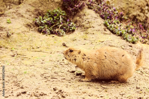 Prairie dog standing on the ground