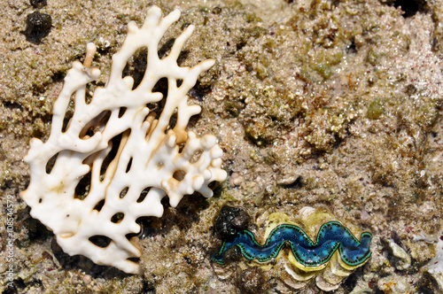 Sea coral with large living green seashell on the bottom of the red sea, Egypt  photo