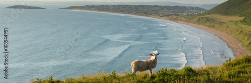 Rhossili beach The Gower peninsula South Wales UK with sheep panorama photo