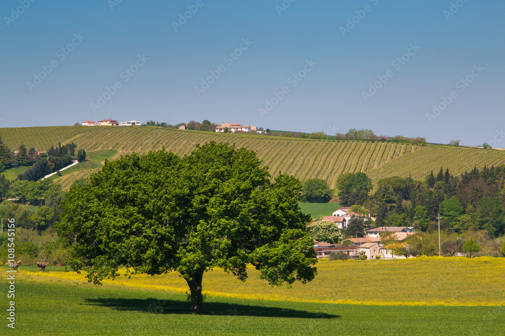 Big oak tree in the rural landscape
