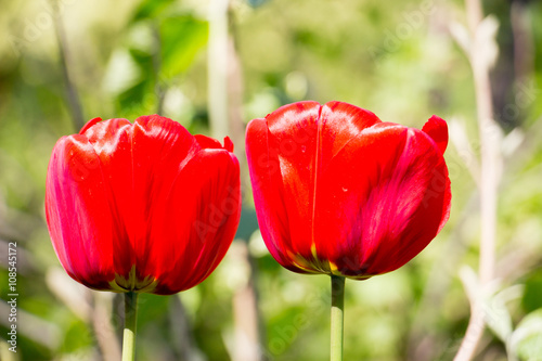   Tulip flower