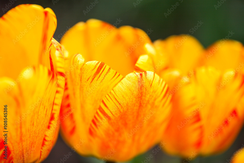 Beautiful flowers red yellow tulips. Close up. Beautiful flowers red yellow tulips. Close up.