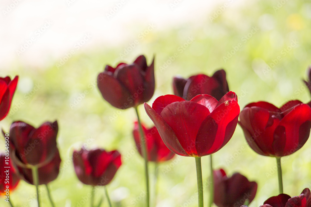 
Tulip flower