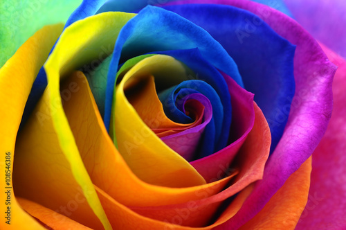 Rainbow rose or happy flower