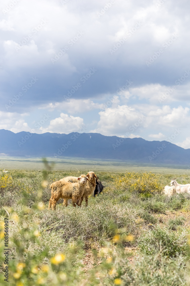 sheep and goats grazing in prairie with bush