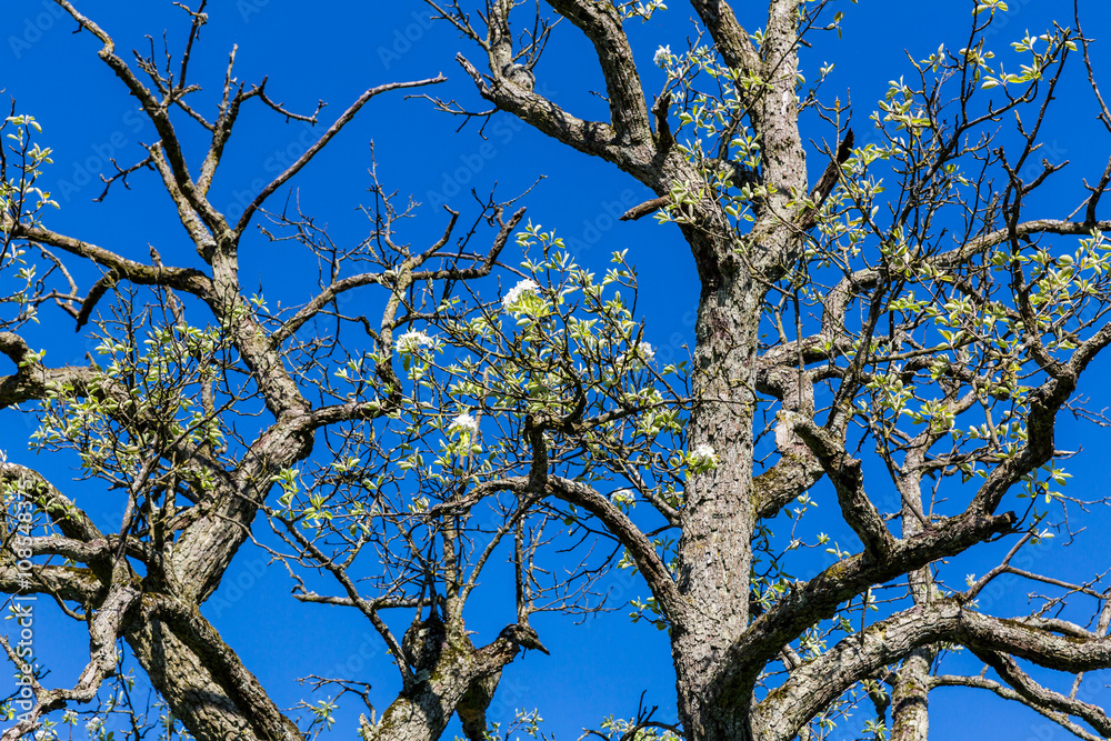 Fototapeta premium Blooming apple tree