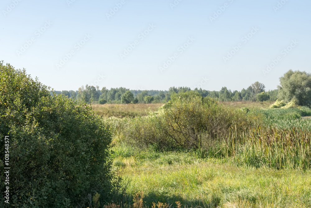 Fototapeta premium Summer Rural Landscape