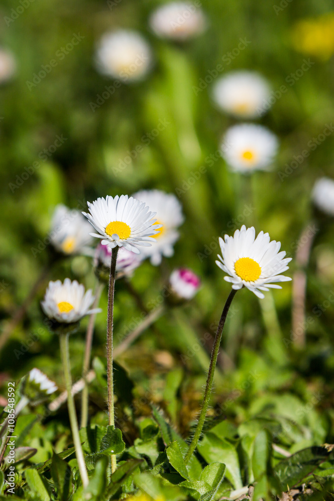 Meadow in springtime