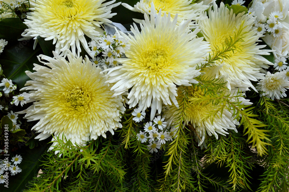 Obraz premium Chrysanthemum