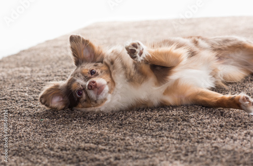 Kleiner Hund liegt auf einem flauschigen Teppich - Chihuahua auf Teppich © von Lieres
