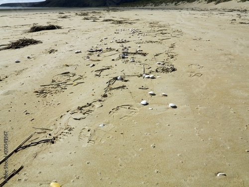 Shells and footprints  photo