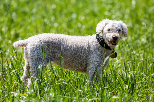 Portrait of a white poodle © oscity