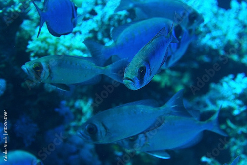 jamb of sea fish © kichigin19