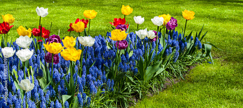 Photo Garden of tulips