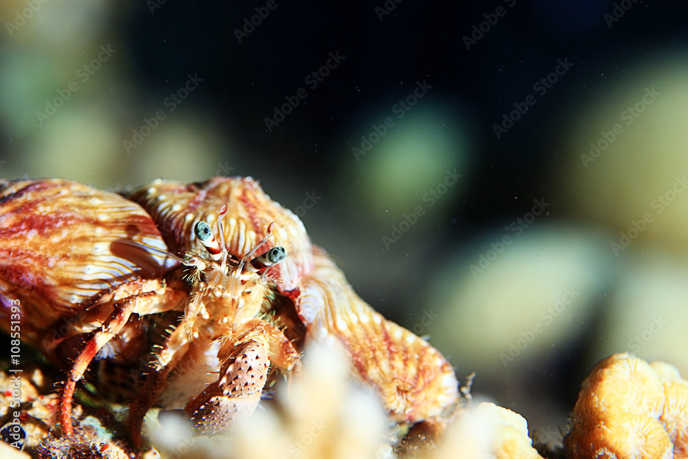 actinium animal underwater photo